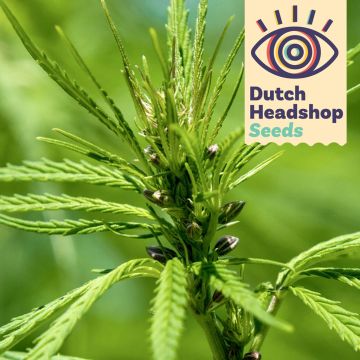 Futura 75 Hemp (Private Label) 25 seeds