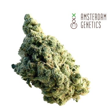 Lemon Ice (Amsterdam Genetics) 3 seeds