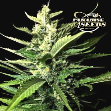 Auto Kong 4 (Paradise Seeds) 3 seeds