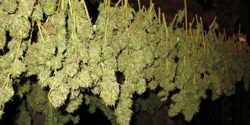 Curing and Drying Cannabis in a Few Simple Steps