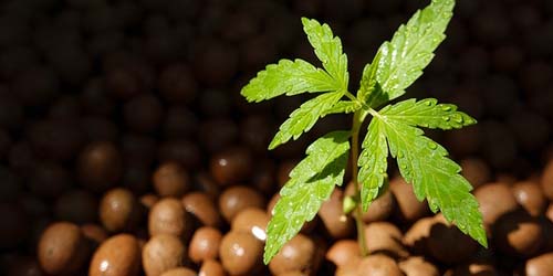 Hydro Growing for beginners: Rock wool, Coconut or Hydro granules?