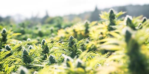 Help, my weed is already flowering! All about Early Flowering of Weed