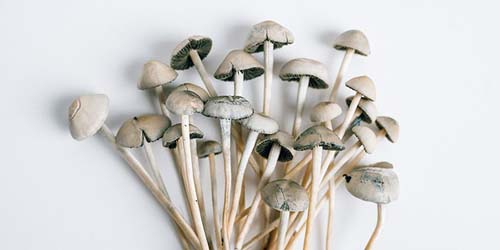 Copelandia Grow Report - Growing Shrooms with a Pro