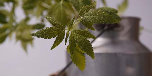 Difference between THC Oil, Cannabis oil, CBD oil, marijuana oil