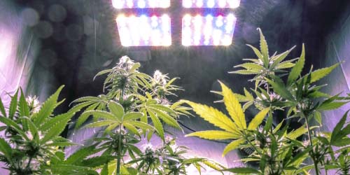 Indoor Cannabis Growing Guide for Beginners