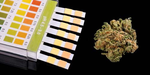 Aim for this pH level when Growing Cannabis