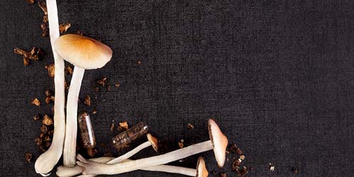 How to Dry Magic Truffles