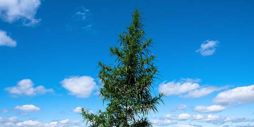 7 Tips for Growing a Cannabis Tree in the Garden