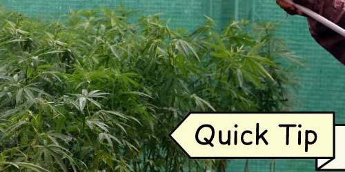 Watering Cannabis | Quick Tip